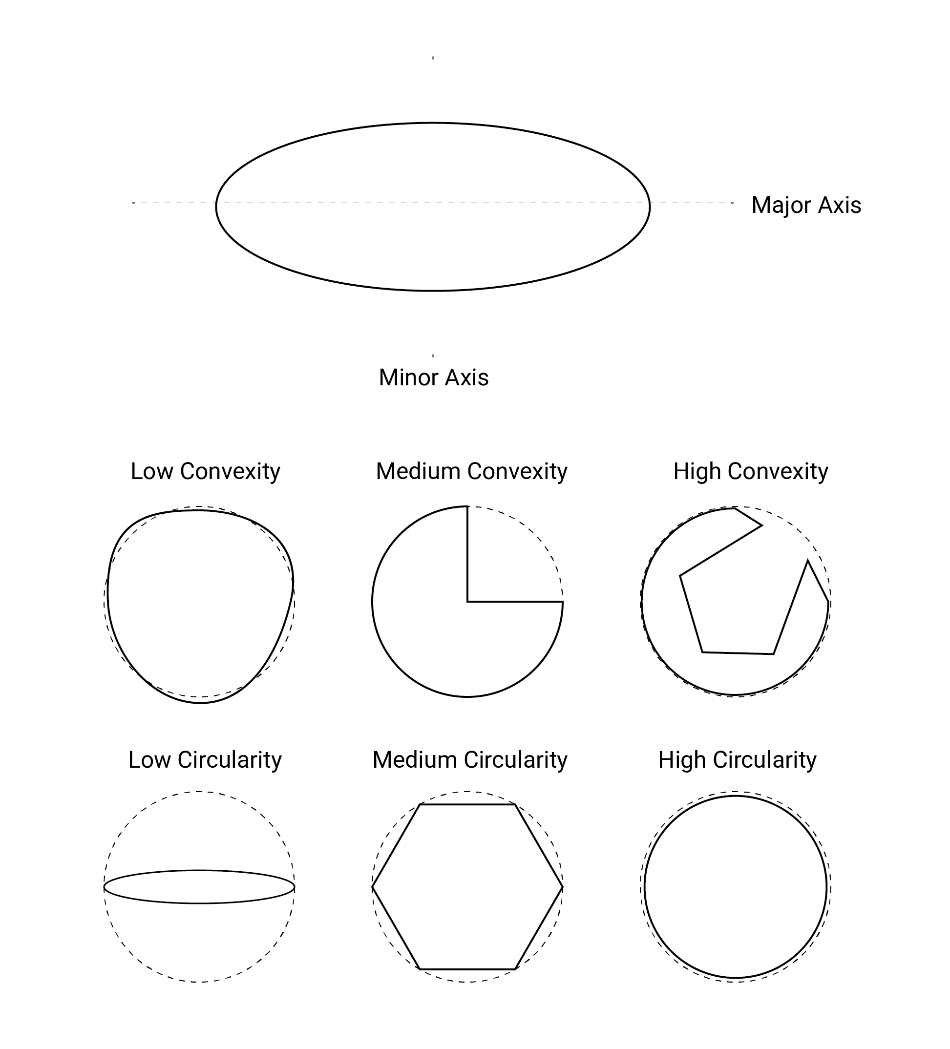 A figure showing schematic diagrams showing the major and minor axes of an oval shape, along with examples of high to low convexity and circularity.